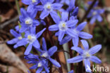 Kleine sneeuwroem (Scilla sardensis)