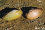 Schildersmossel (Unio pictorum)