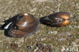 Swollen River Mussel (Unio tumidus depressa)