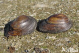 Swollen River Mussel (Unio tumidus depressa)