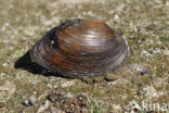 Bolle stroommossel (Unio tumidus depressa)