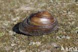 Swollen River Mussel (Unio tumidus depressa)