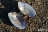 Swollen River Mussel (Unio tumidus depressa)