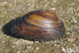 Swollen River Mussel (Unio tumidus depressa)