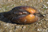 Swollen River Mussel (Unio tumidus depressa)