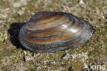 Bolle stroommossel (Unio tumidus depressa)