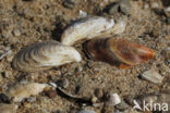quaggamossel (dreissema bugensis)