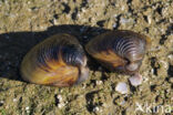 Aziatische korfmossel (Corbicula fluminea)