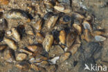 quaggamossel (dreissema bugensis)