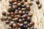 harmonia axyridis f. succinea