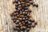 harmonia axyridis f. succinea