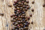 harmonia axyridis f. succinea