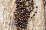 harmonia axyridis f. succinea