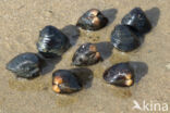 Asian Clam (Corbicula fluminea)