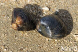 Asian Clam (Corbicula fluminea)