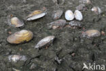 Swan Mussel (Anodonta cygnea)