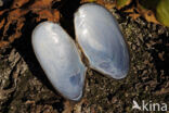 Swan Mussel (Anodonta cygnea)