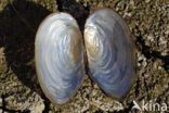 Zwanenmossel (Anodonta cygnea)