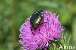 Gedeukte Gouden Tor (Protaetia cuprea)