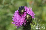 Gedeukte Gouden Tor (Protaetia cuprea)