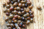 harmonia axyridis f. succinea