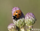 Zevenstippelig lieveheersbeestje (Coccinella septempunctata