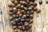 harmonia axyridis f. succinea