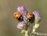 Zevenstippelig lieveheersbeestje (Coccinella septempunctata