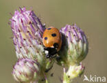 7 spot Ladybird