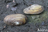 Zwanenmossel (Anodonta cygnea)