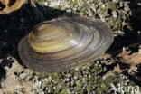 Zwanenmossel (Anodonta cygnea)