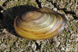 Zwanenmossel (Anodonta cygnea)