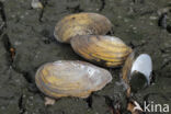 Swan Mussel (Anodonta cygnea)