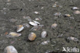 Swan Mussel (Anodonta cygnea)