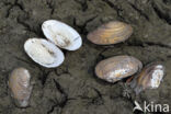 Swan Mussel (Anodonta cygnea)