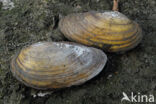 Swan Mussel (Anodonta cygnea)