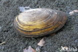 Zwanenmossel (Anodonta cygnea)