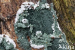 groen viltmatje (trichoderma viride)