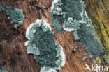 groen viltmatje (trichoderma viride)