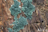 groen viltmatje (trichoderma viride)