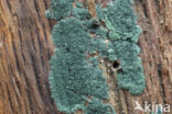 groen viltmatje (trichoderma viride)