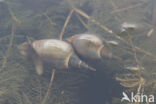 Great Pond Snail (Lymnaea stagnalis)