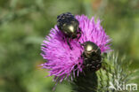 Gedeukte Gouden Tor (Protaetia cuprea)