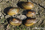 Zwanenmossel (Anodonta cygnea)