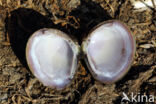 Aziatische korfmossel (Corbicula fluminea)