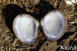 Asian Clam (Corbicula fluminea)