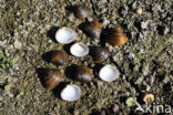 Aziatische korfmossel (Corbicula fluminea)