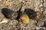 Asian Clam (Corbicula fluminea)