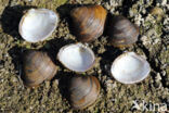 Aziatische korfmossel (Corbicula fluminea)