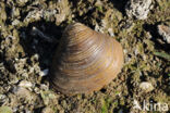 Aziatische korfmossel (Corbicula fluminea)